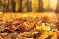 Leaf clearance