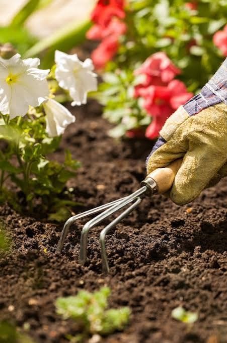 Gloved hand tending a flower bed with a hand rake